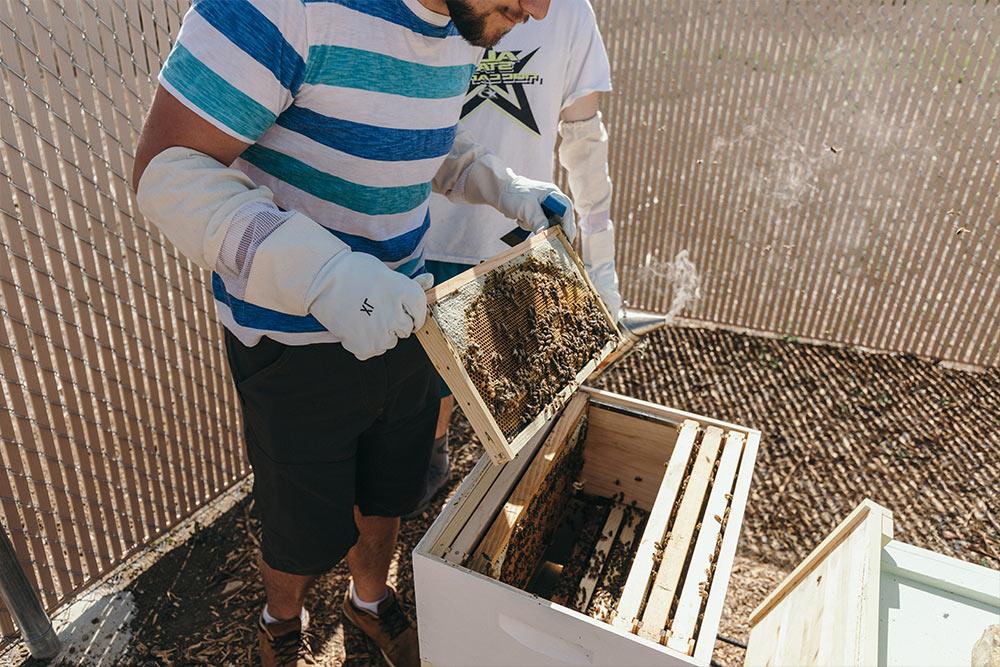 学生志愿者检查遗产花园的蜂房.